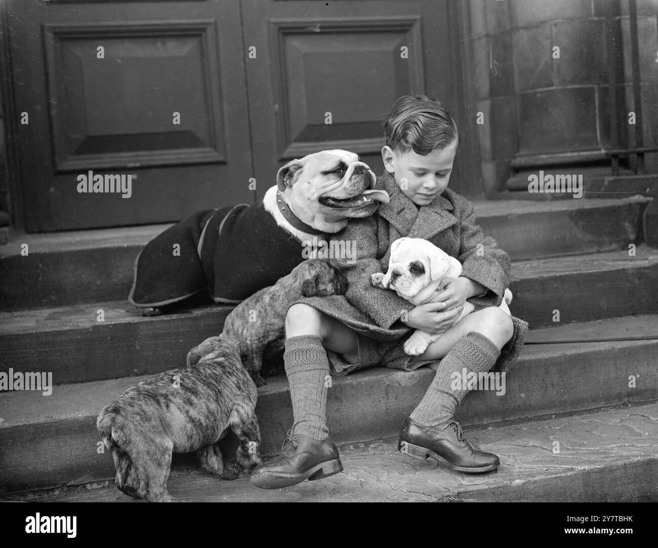 PALS TOGETHER 13 April 1950  There's a feeling of security in keeping close together discovers Peter Bucknole aged 4 and a half, of Edgware, Middlesex.  Domeside Leading Lady and two puppies at the Prince of Wales Baths, Kentish Town, London today (Thursday). The bulldogs, owned by Peter's father, were entered in the Bulldog Clubs Championship Show, taking place at the Baths today. Stock Photo