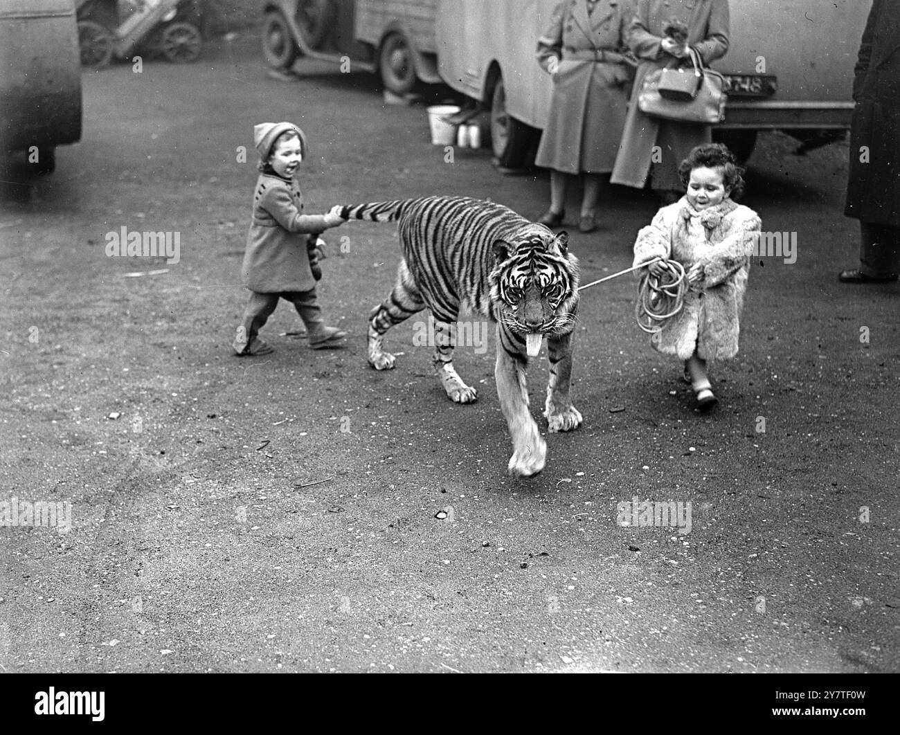 Tiger Holding Tail Black And White Stock Photos Images Alamy tiger-holding-tail-black-and-white-stock-photos-images-alamy