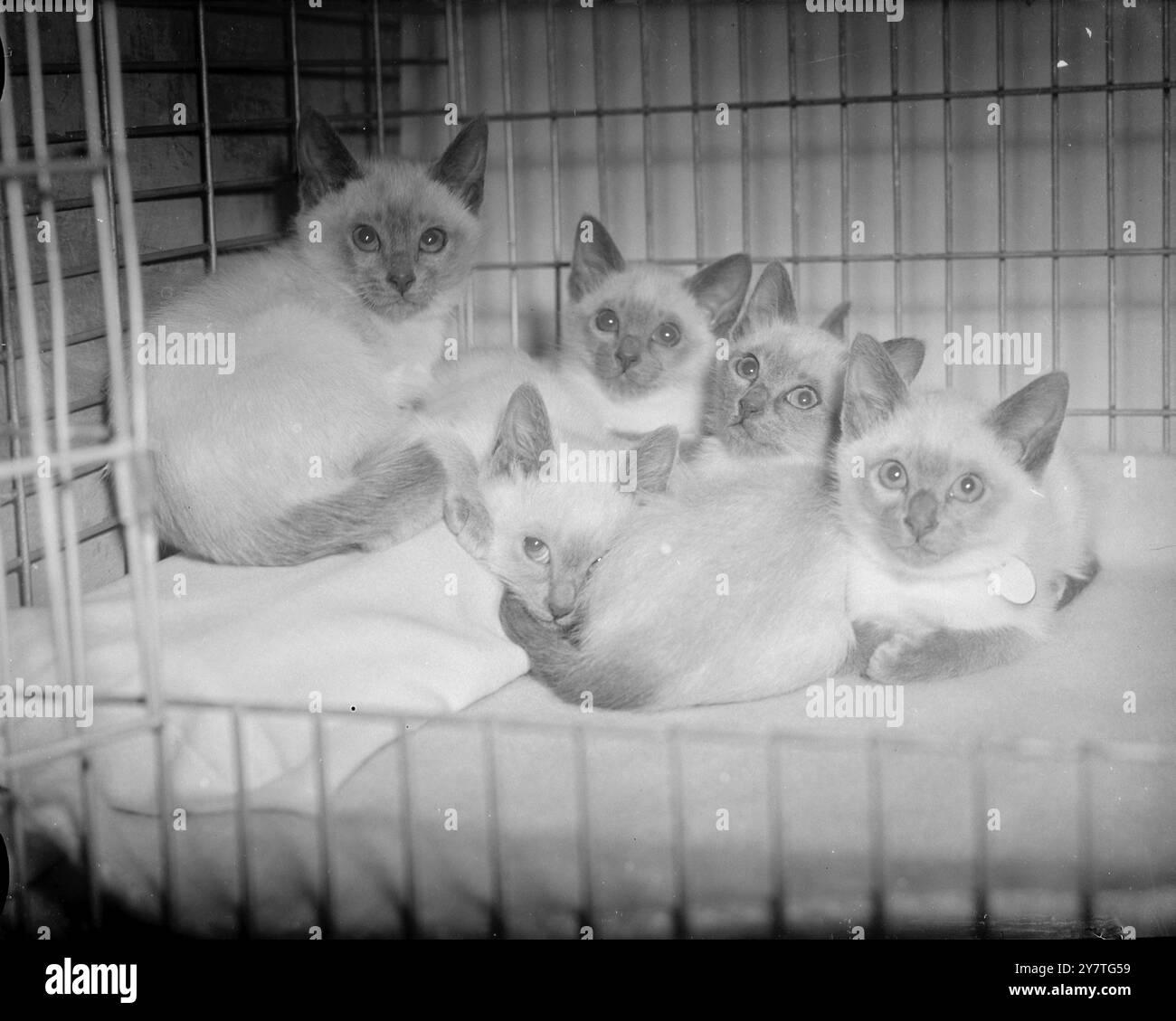 KITTY QUINTETTE - SIAMESE 30 January 1950  Five bundles of fur that appeal to all - not only cat lovers - are these Siamese kittens, born in November 1949, shown today (Monday) at the Southern Counties Cat Club championship show in the Lime Grove Baths, Shepherds Bush, London.  The kittens are owned by Mrs K MacPherson of Balcombe, Sussex Stock Photo