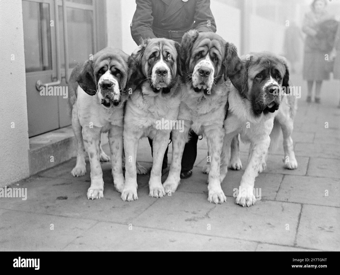 Canine quartette over seven thousand dogs ranging from the rhodesian