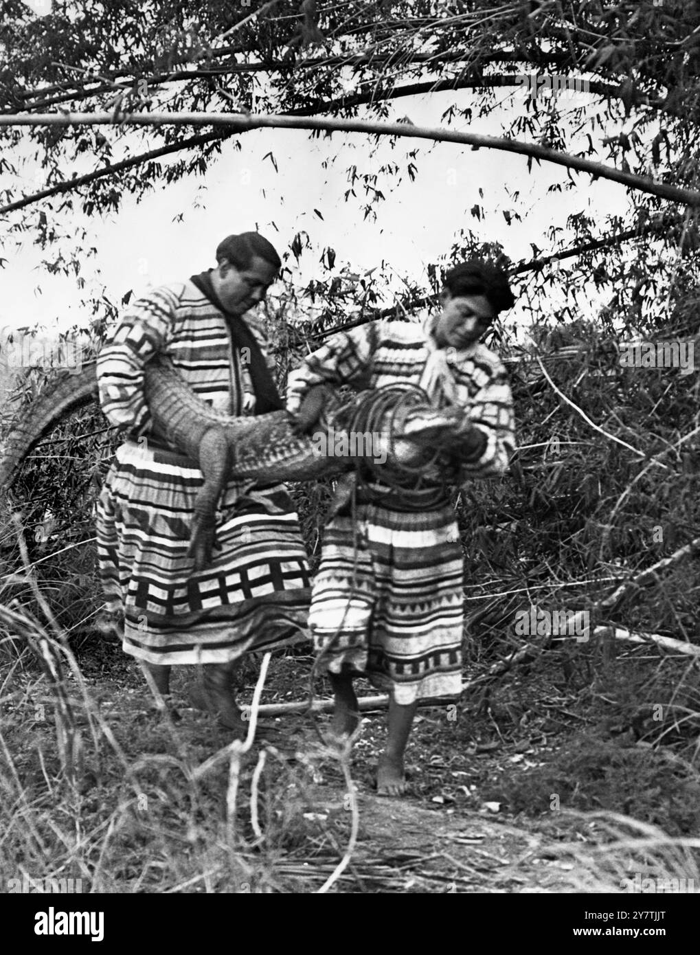 Florida Seminole Indians Cowboy Billy (L) and Tony Tommie (R) carrying a captured and roped alligator at Musa Isle Seminole Indian Village in Miami, Florida, in 1927. (USA) Stock Photo
