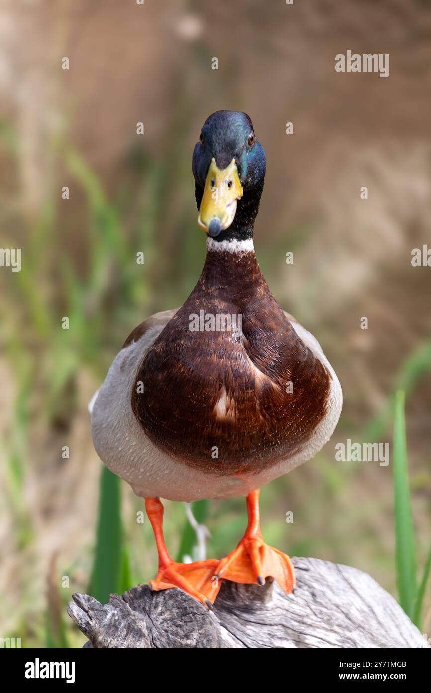 Mallard duck front view with blurred background Stock Photo - Alamy