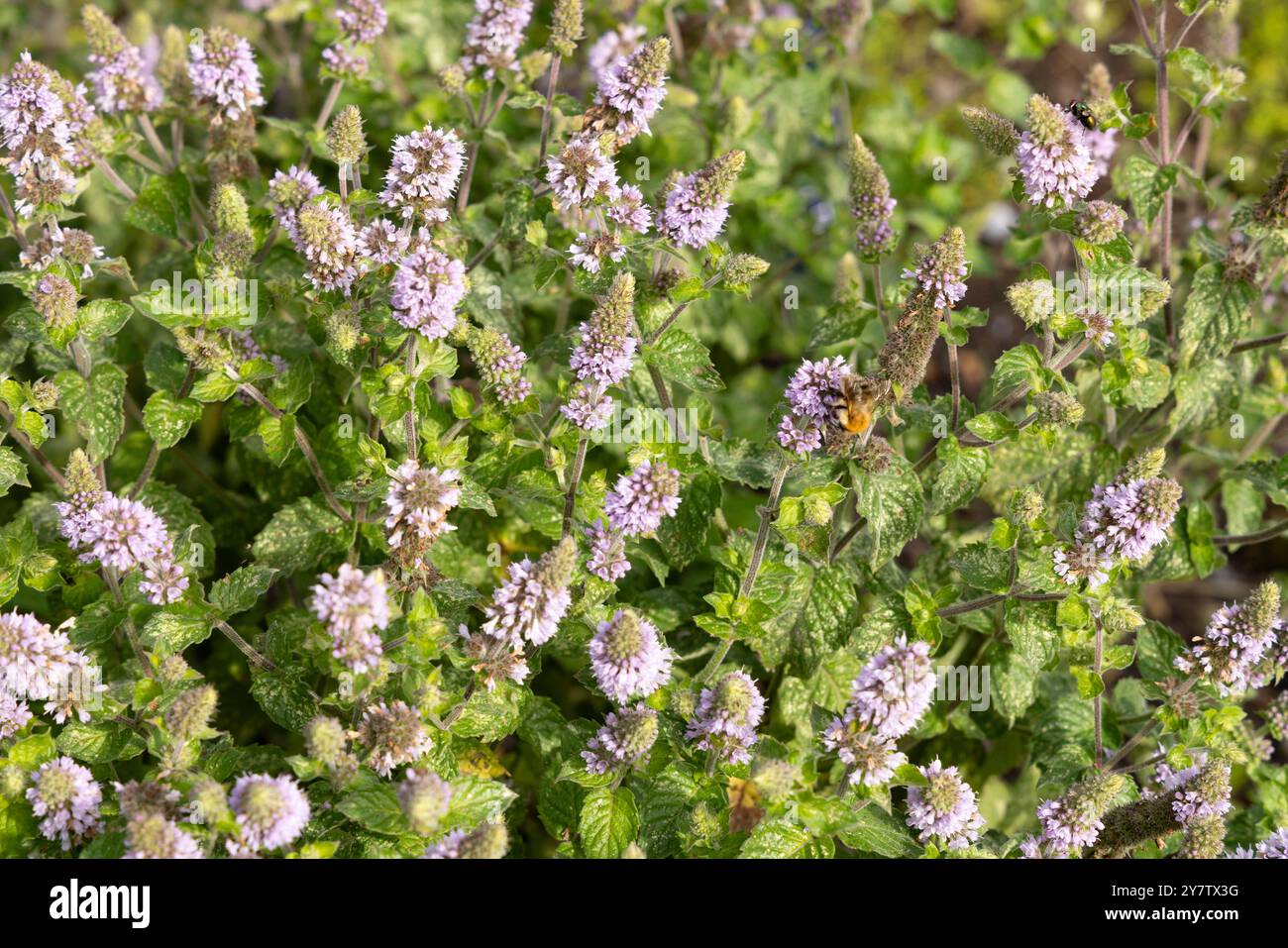 Grapefruit mint, Mentha x piperita 'Grapefruit' Stock Photo - Alamy