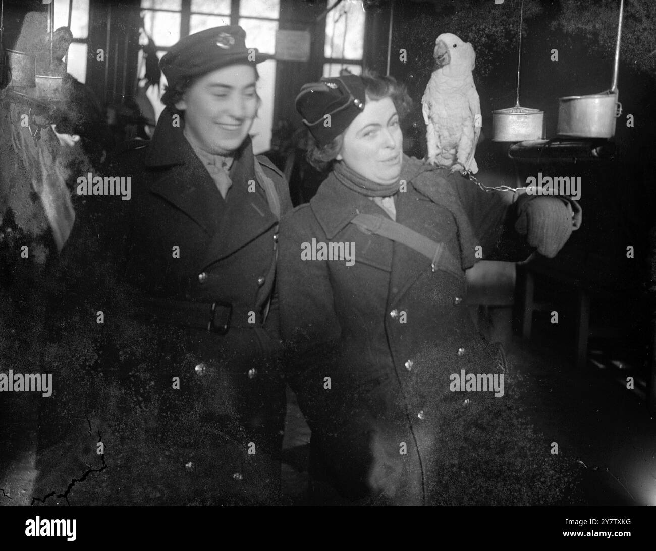 HER NAME WAS POLLY TOO! 'Pretty Polly' called out this parrot at the London Zoo and this ATS girl turned round surprised - because her name is Polly Marshall, so she went to pet the 'knowing bird'  29 December 1941 Stock Photo