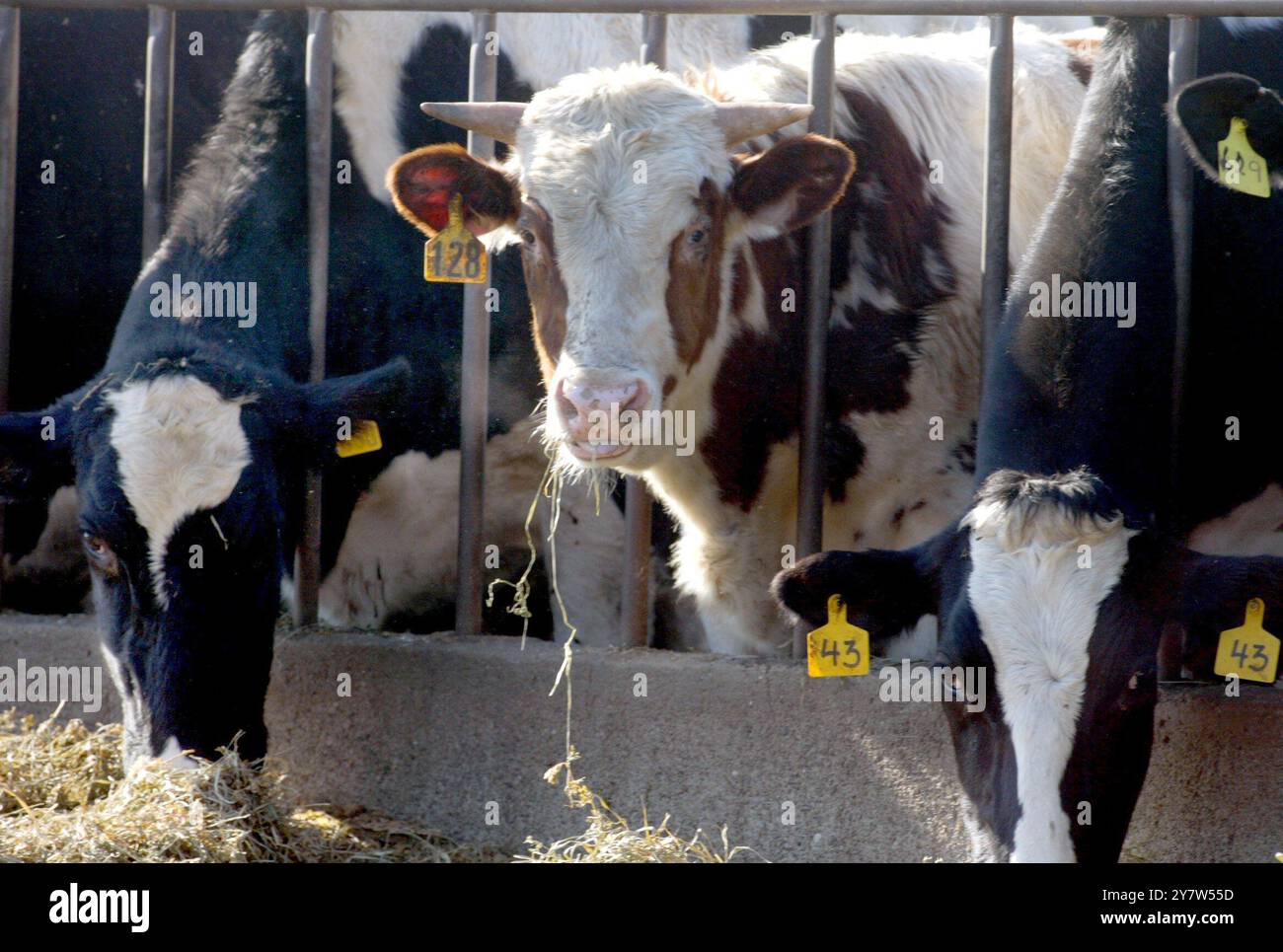 Mountain House, Calif., Cows are feeded at a dairy on Mountain House Road , on Saturday, December 27, 2003. With the first case of mad cow disease report  in the United States from a dairy cow in Washington state close to two dozen countries have stopped buying American beef. Stock Photo
