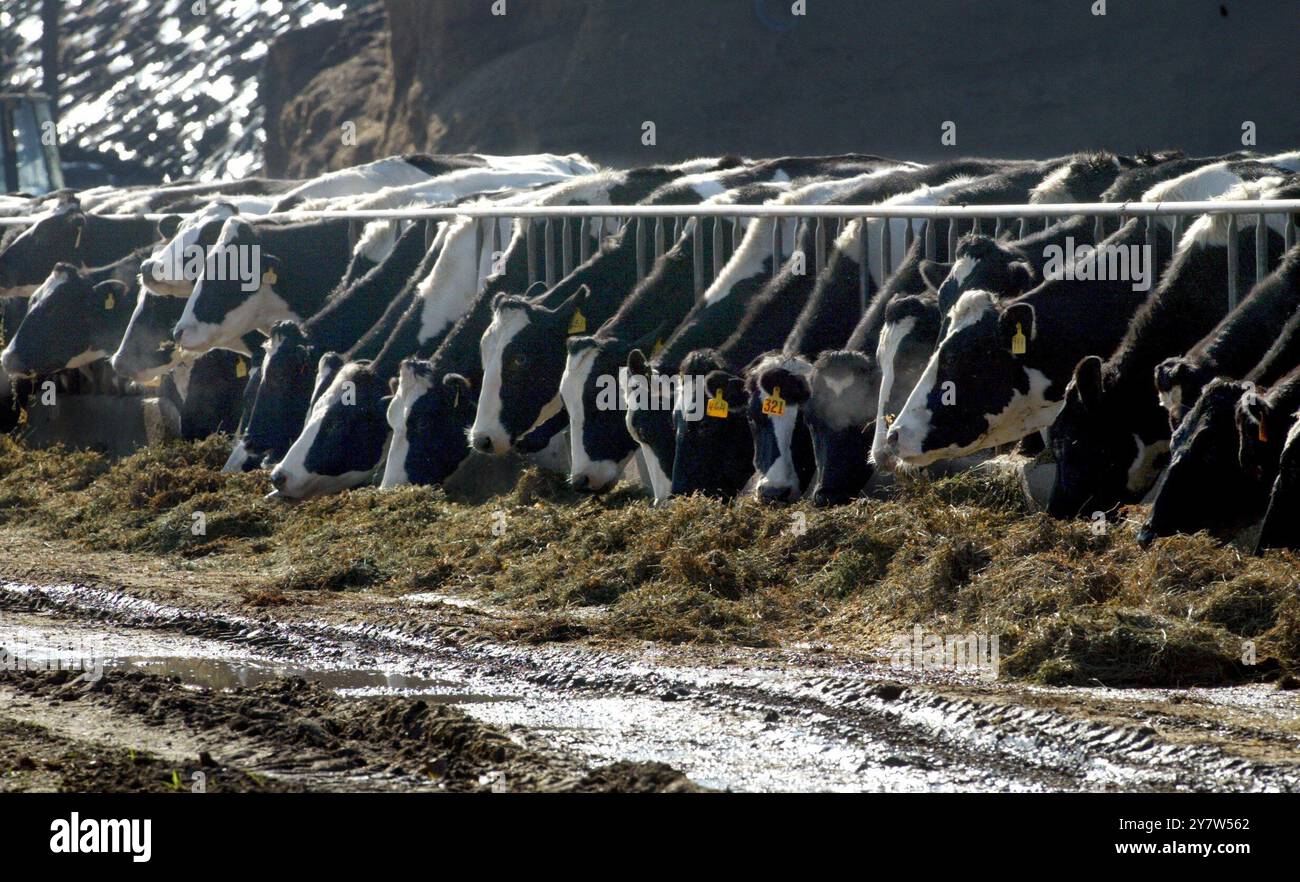 Mountain House, Calif., Cows are feeded at a dairy on Mountain House Road , on Saturday, December 27, 2003. With the first case of mad cow disease report  in the United States from a dairy cow in Washington state close to two dozen countries have stopped buying American beef. Stock Photo