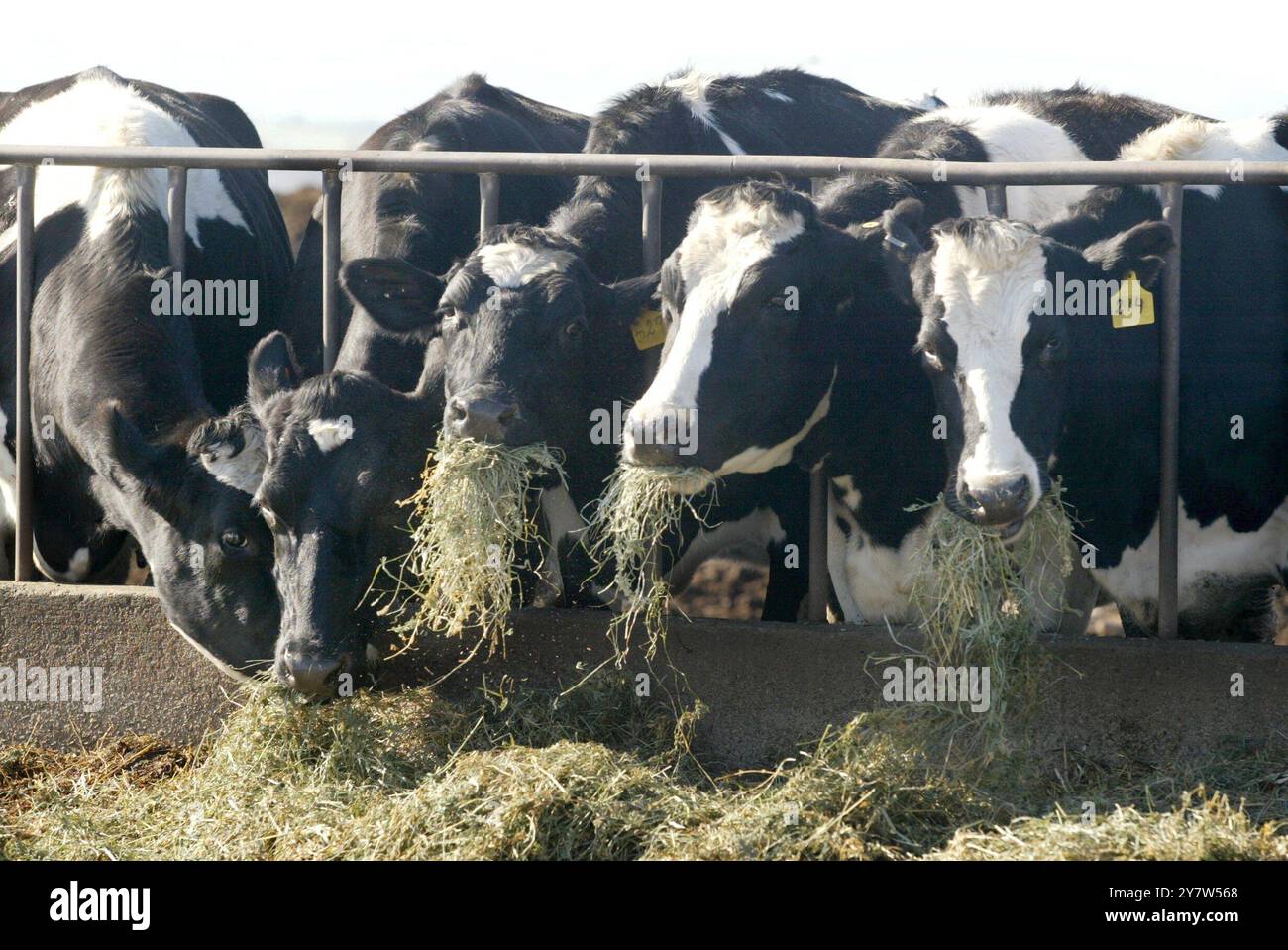 Mountain House, Calif., Cows are feeded at a dairy on Mountain House Road , on Saturday, December 27, 2003. With the first case of mad cow disease report  in the United States from a dairy cow in Washington state close to two dozen countries have stopped buying American beef. Stock Photo