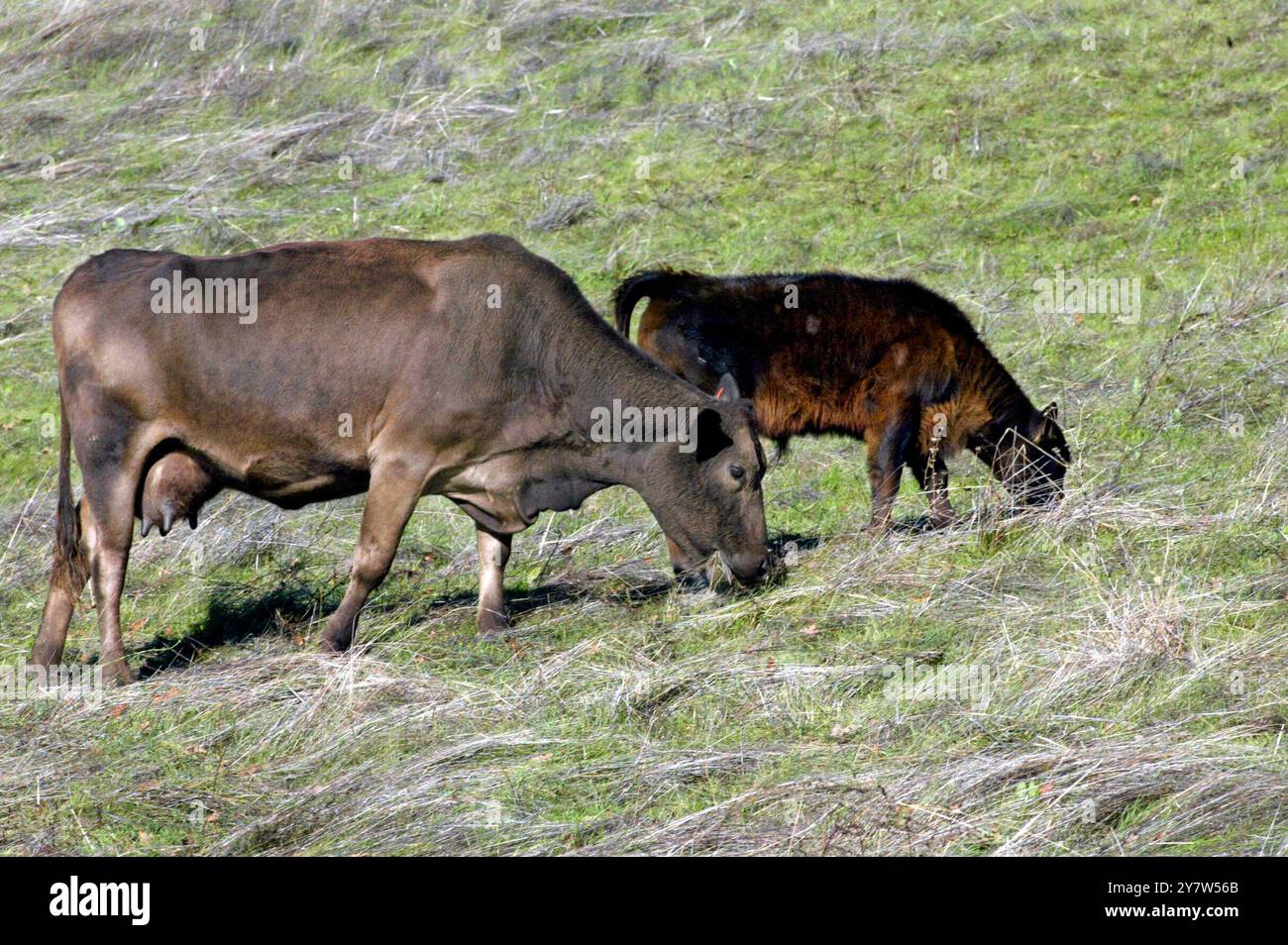 Sunol, Calif., cows  grazes outside Sunol, Calif., on Saturday, December 27, 2003. With the first case of mad cow disease report  in the United States from a dairy cow in Washington state close to two dozen countries have stopped buying American beef. Stock Photo
