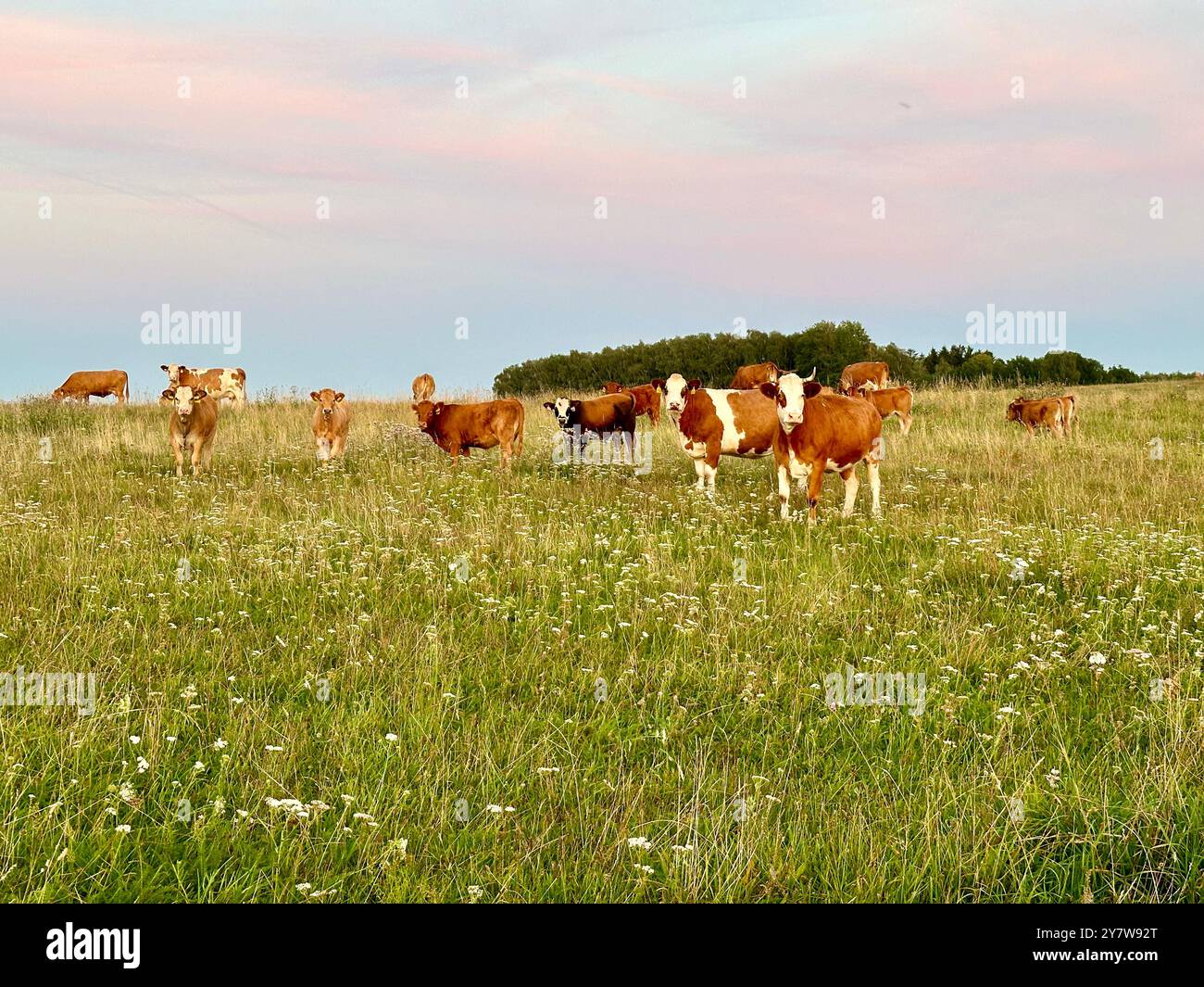 The photograph captures a serene scene of cows grazing in a field at sunset on a warm summer day. - Smartphone Captured Stock Image