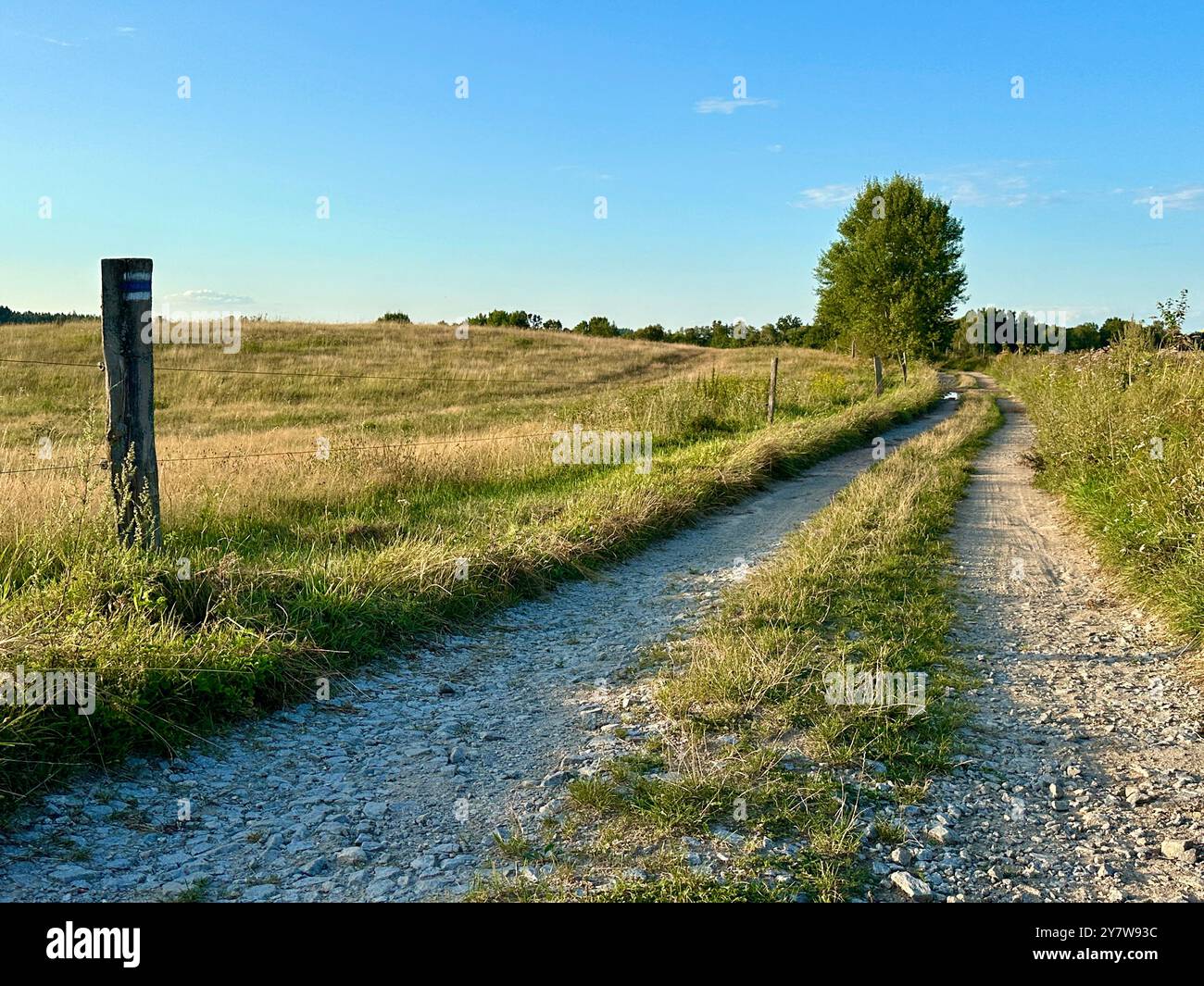 The photo depicts a rural landscape with trees and a clear blue sky, showcasing detailed elements of the summer season. - Smartphone Captured Stock Image