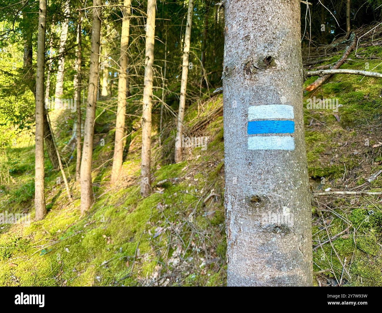 The photo depicts a rural landscape with trees and a clear blue sky, showcasing detailed elements of the summer season. - Smartphone Captured Stock Image