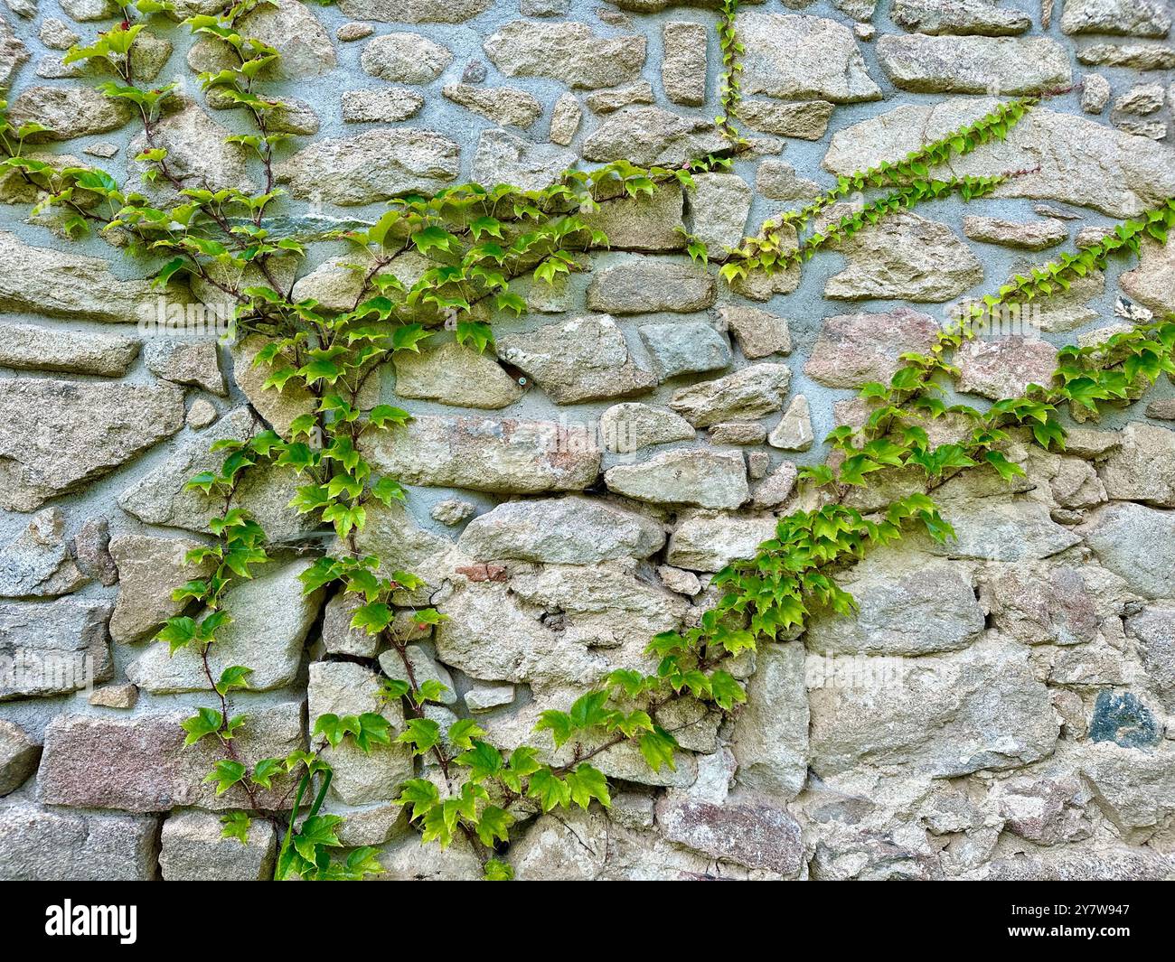The image captures a close-up of green leaves and grapes in a garden on a summer day. - Smartphone Captured Stock Image
