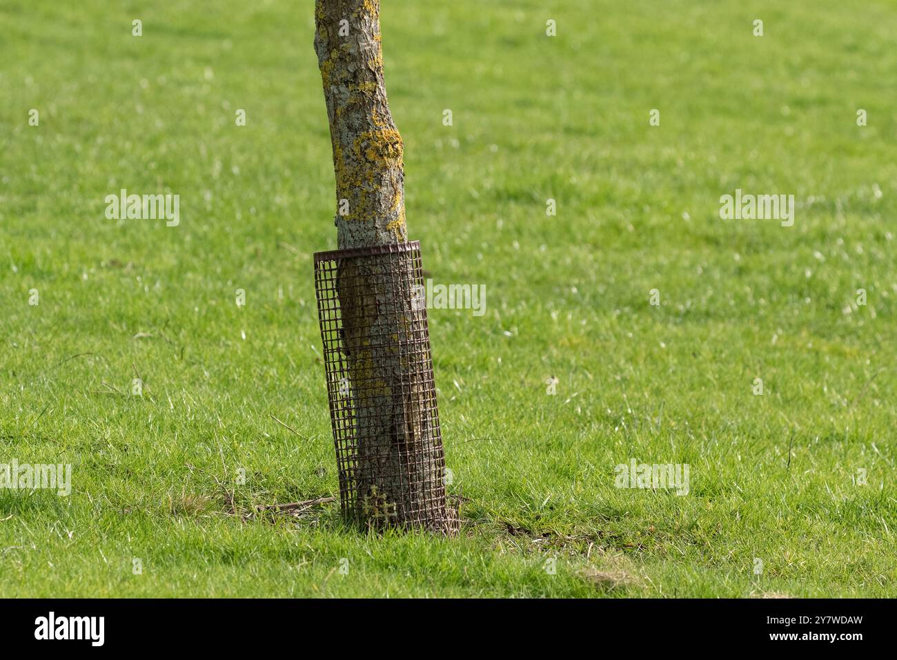 A small tree where the trunk is surrounded by a tree guard (tree protector, tree cage, tree tube) that protects the tree from animals and the elements. Stock Photo