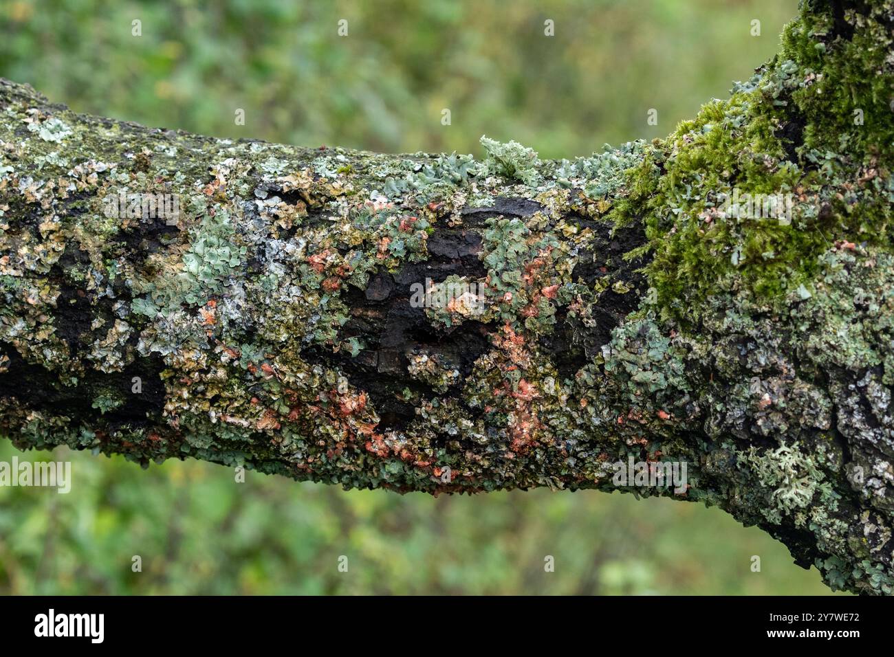 Crusty pink and green lichens on an oak tree. Lichens on oak trees are ...