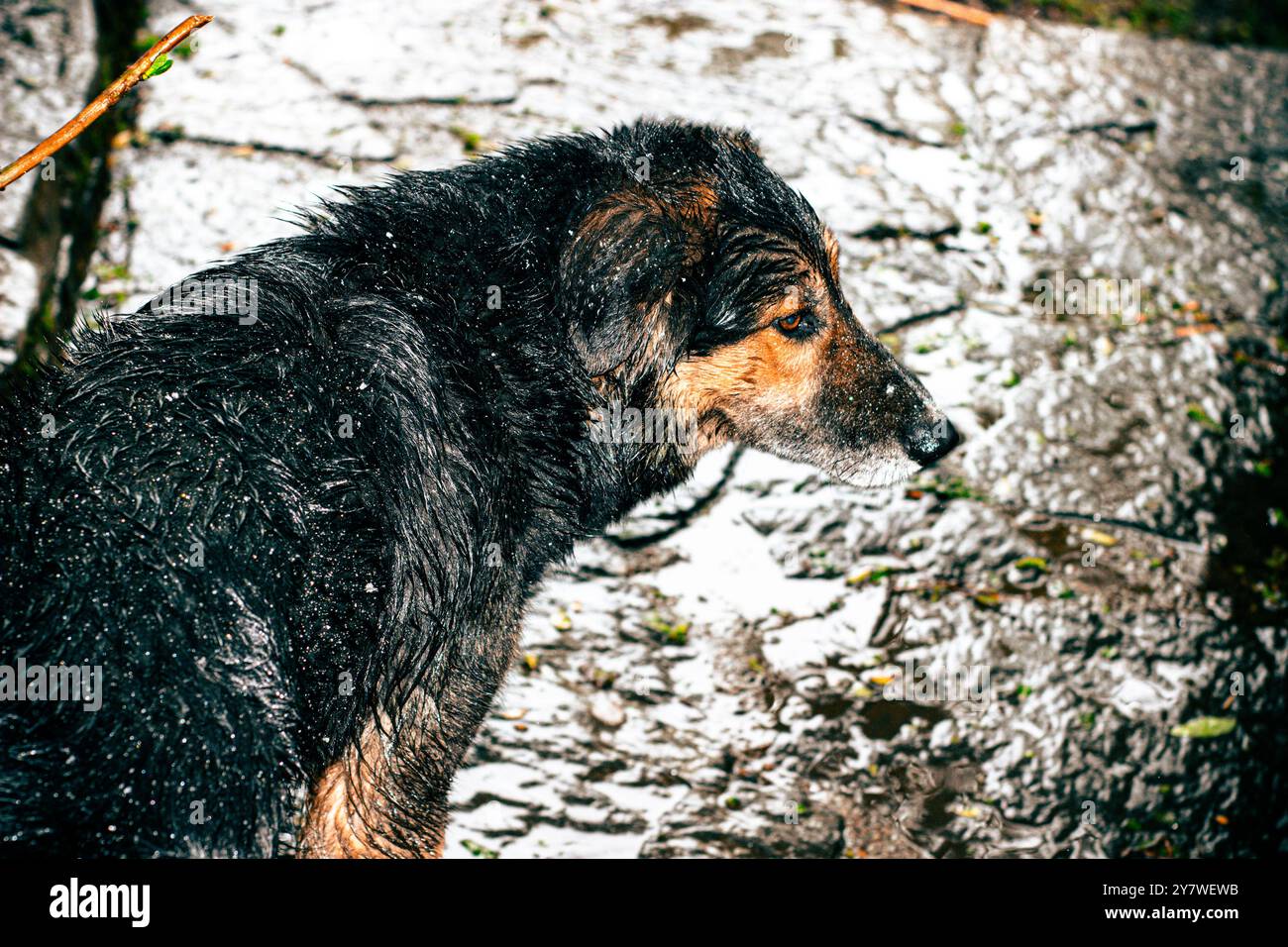 Chile pucon animals hi-res stock photography and images - Alamy