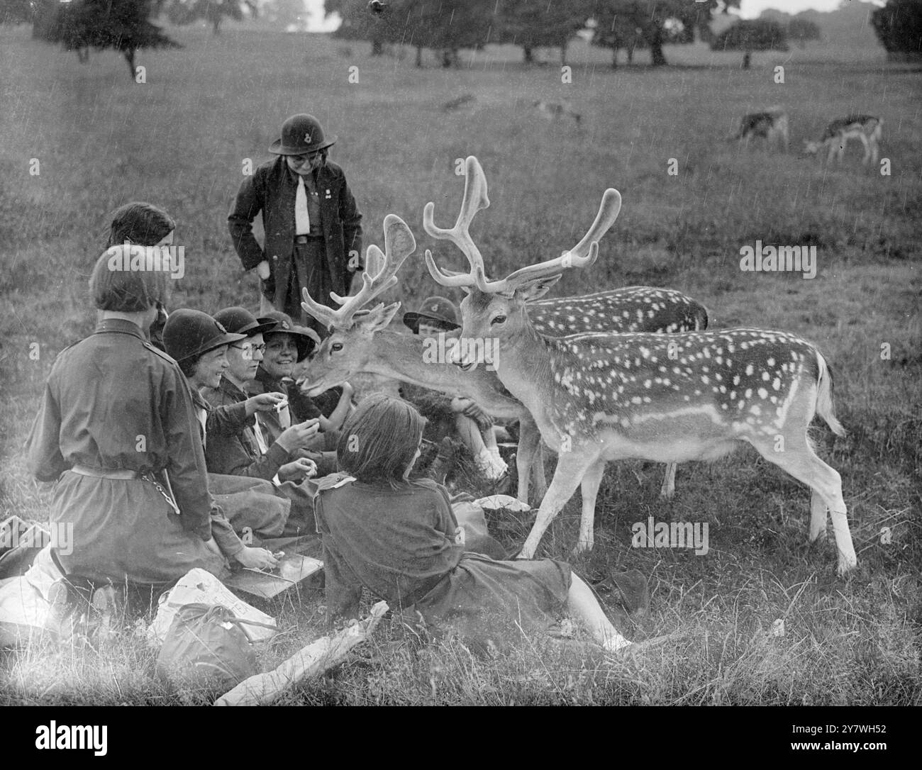 girl-guides-picnic-woth-deer-at-richardmond-park-10-july-1937-stock