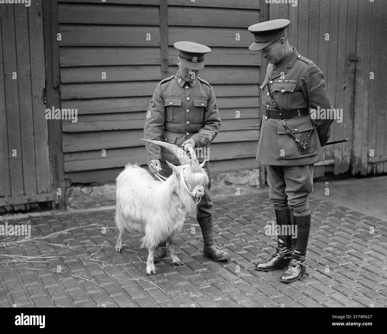 ' Taffy VI ' from the Royal Herd at Windsor , takes up ' Duty ' as regimental mascot of 1st Battalion the Welsh Regiment at Aldershot , as a gift from the King .  With him  is Lieutenant Colonel F  H . Linton , DSC , commanding officer . 3 May 1933 Stock Photo