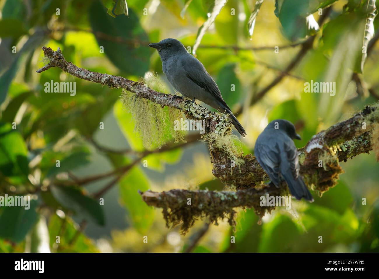 Sunda cuckooshrike - Coracina larvata is black bird in Campephagidae, found in Indonesia and Malaysia, Borneo, Sumatra and Java, natural habitat is su Stock Photo