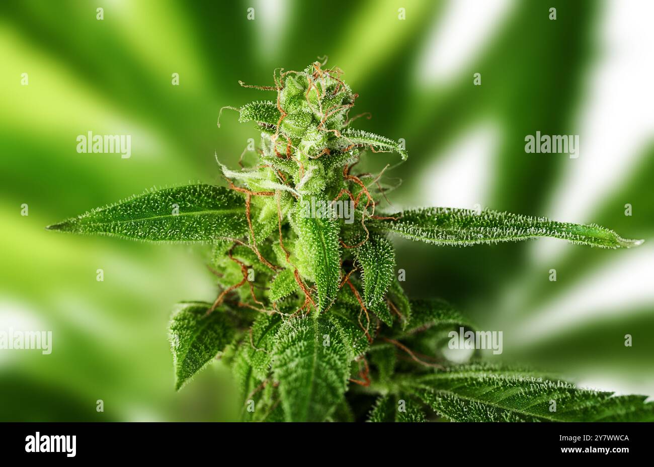 Cannabis plants on green background Stock Photo - Alamy
