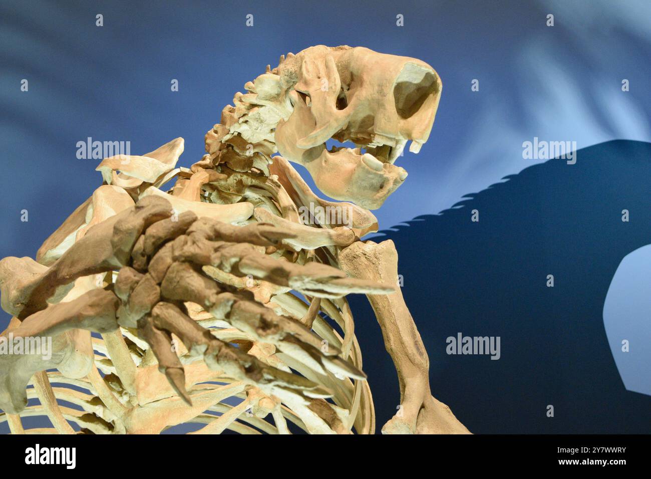 Prehistoric Bones in a museum, showcasing ancient prehistoric life and paleontological significance. Stock Photo