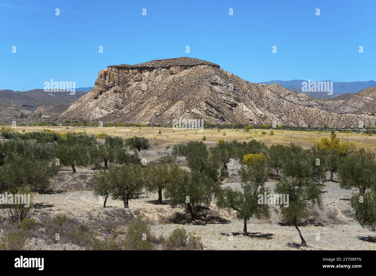 Rocky mountains in an arid landscape with scattered trees under a clear blue sky, Llano de Buho, Tabernas Desert, Desierto de Tabernas, location of nu Stock Photo