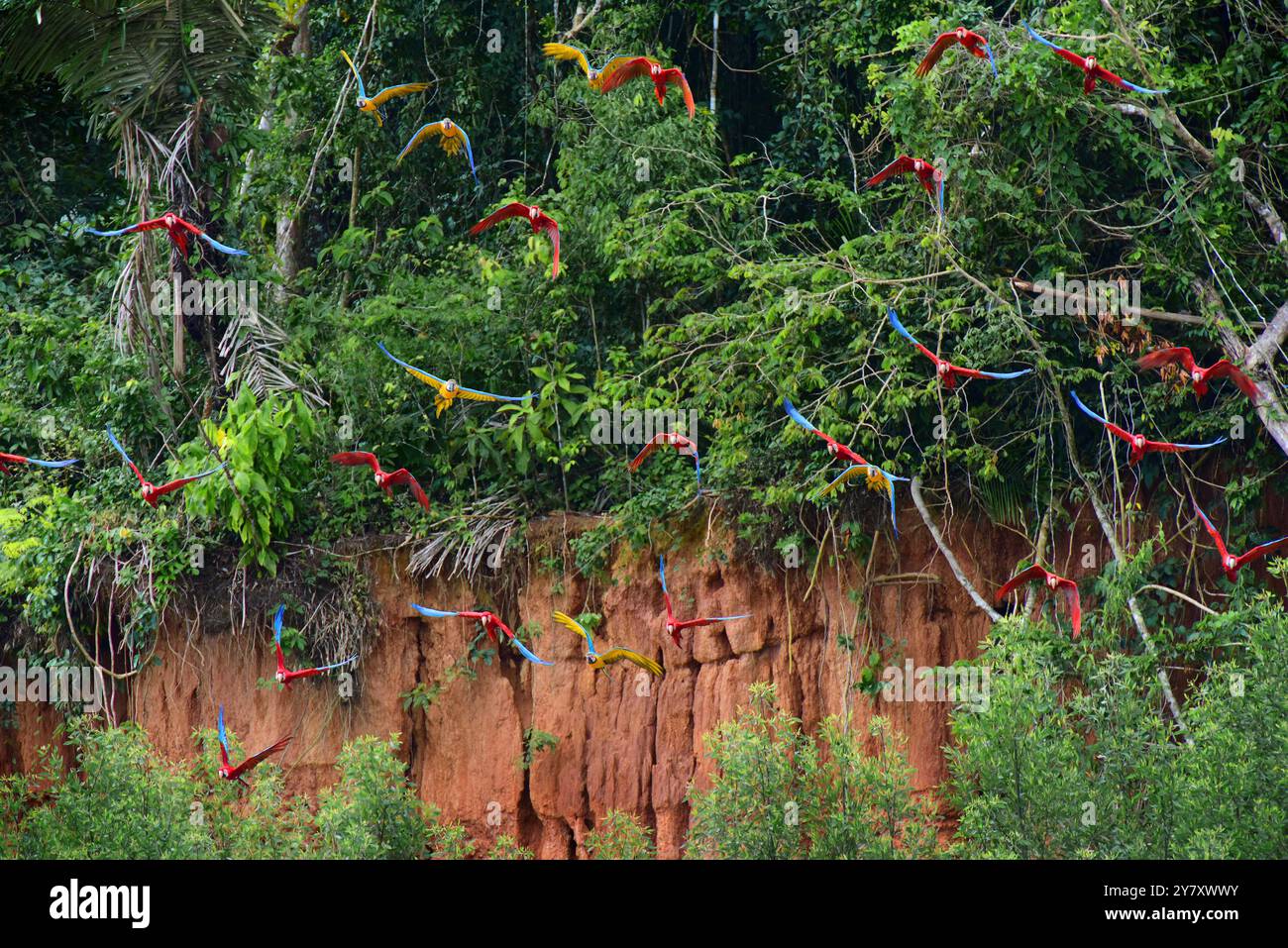 View of Flying Macaw Parrots Stock Photo - Alamy