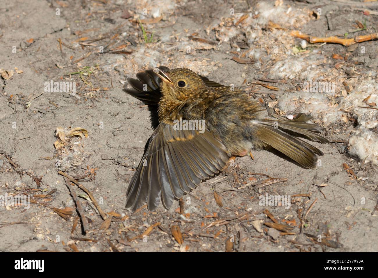 Juvenile European Robin (Erithacus rubecula) dust bathing at Stodmarsh National Nature Reserve, Kent, UK. Stock Photo