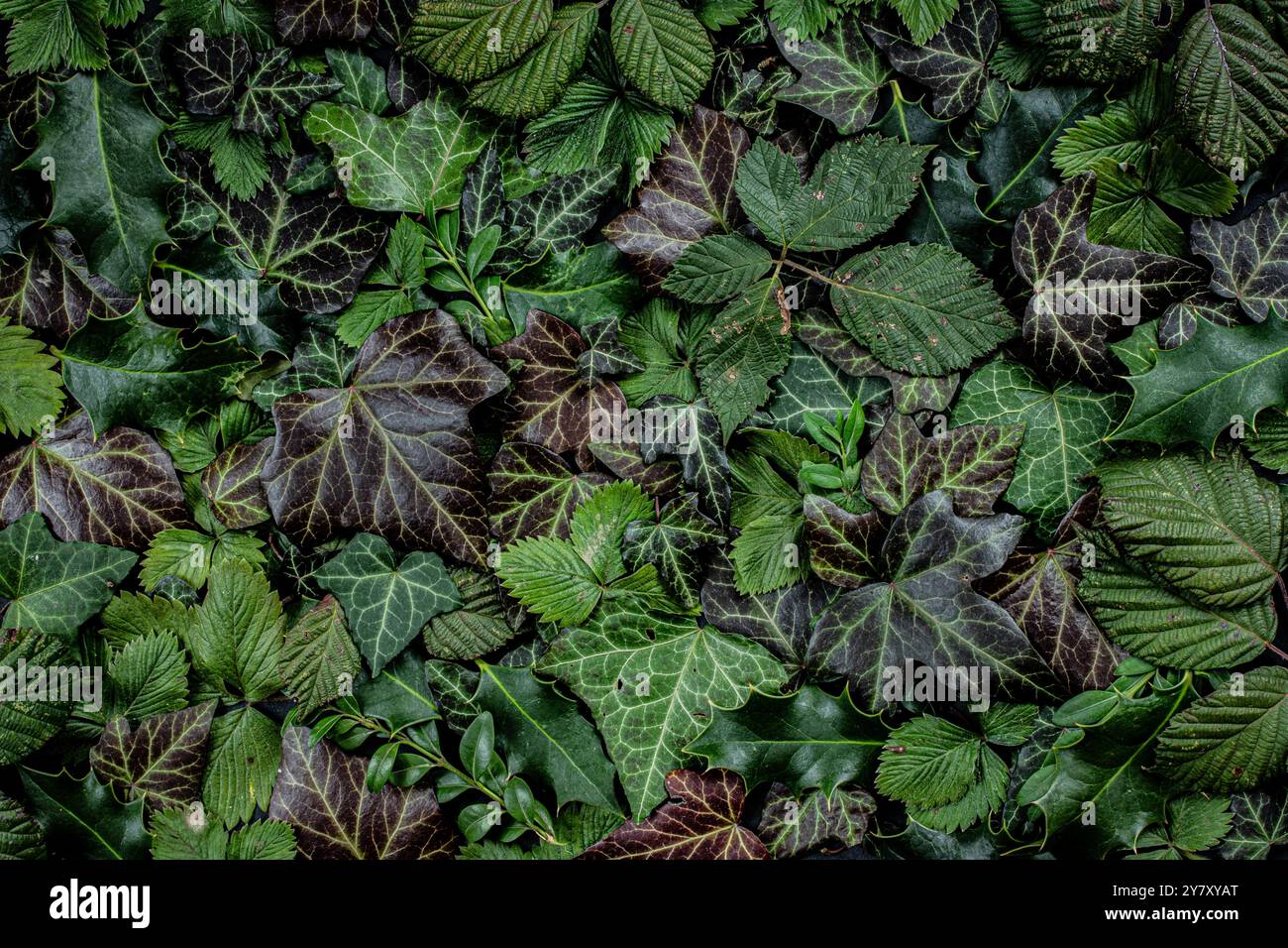 Buxus sempervirens box hedera helix ivy hi-res stock photography and images  - Alamy
