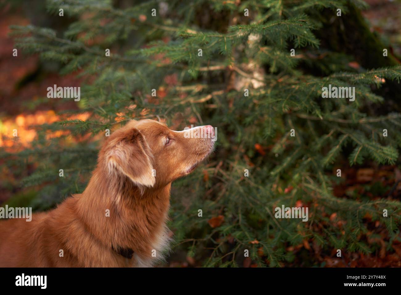 A Nova Scotia Duck Tolling Retriever looks up at a tree in an autumn forest with colorful leaves. Stock Photo