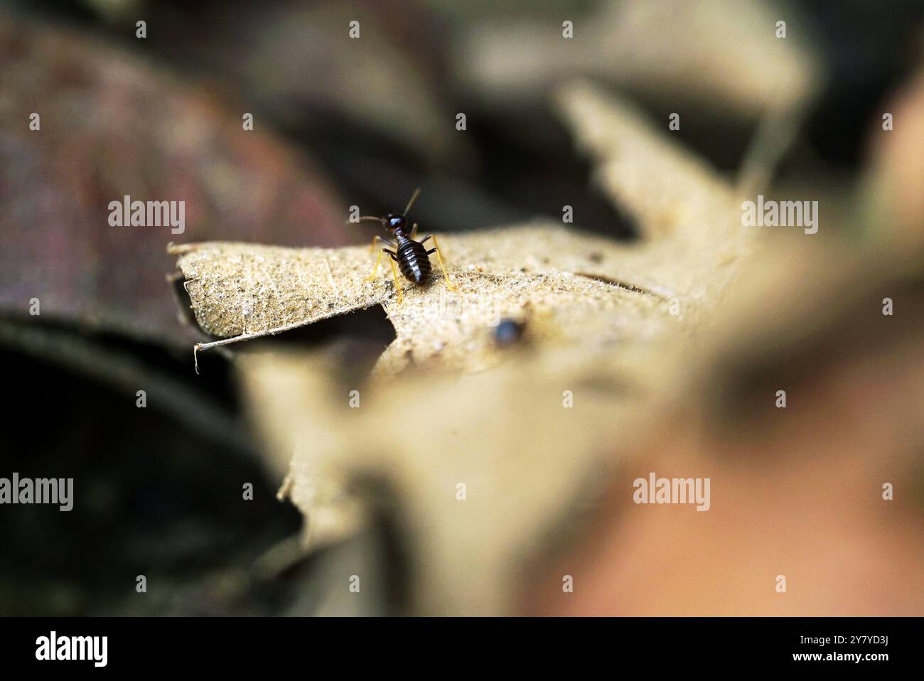 Termites on soil hi-res stock photography and images - Alamy