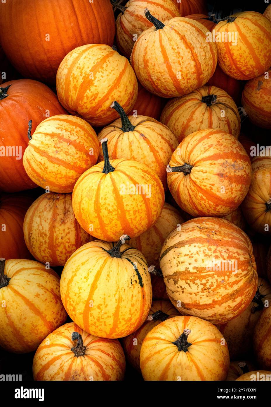 A pretty pile of orange pumpkins Stock Photo - Alamy