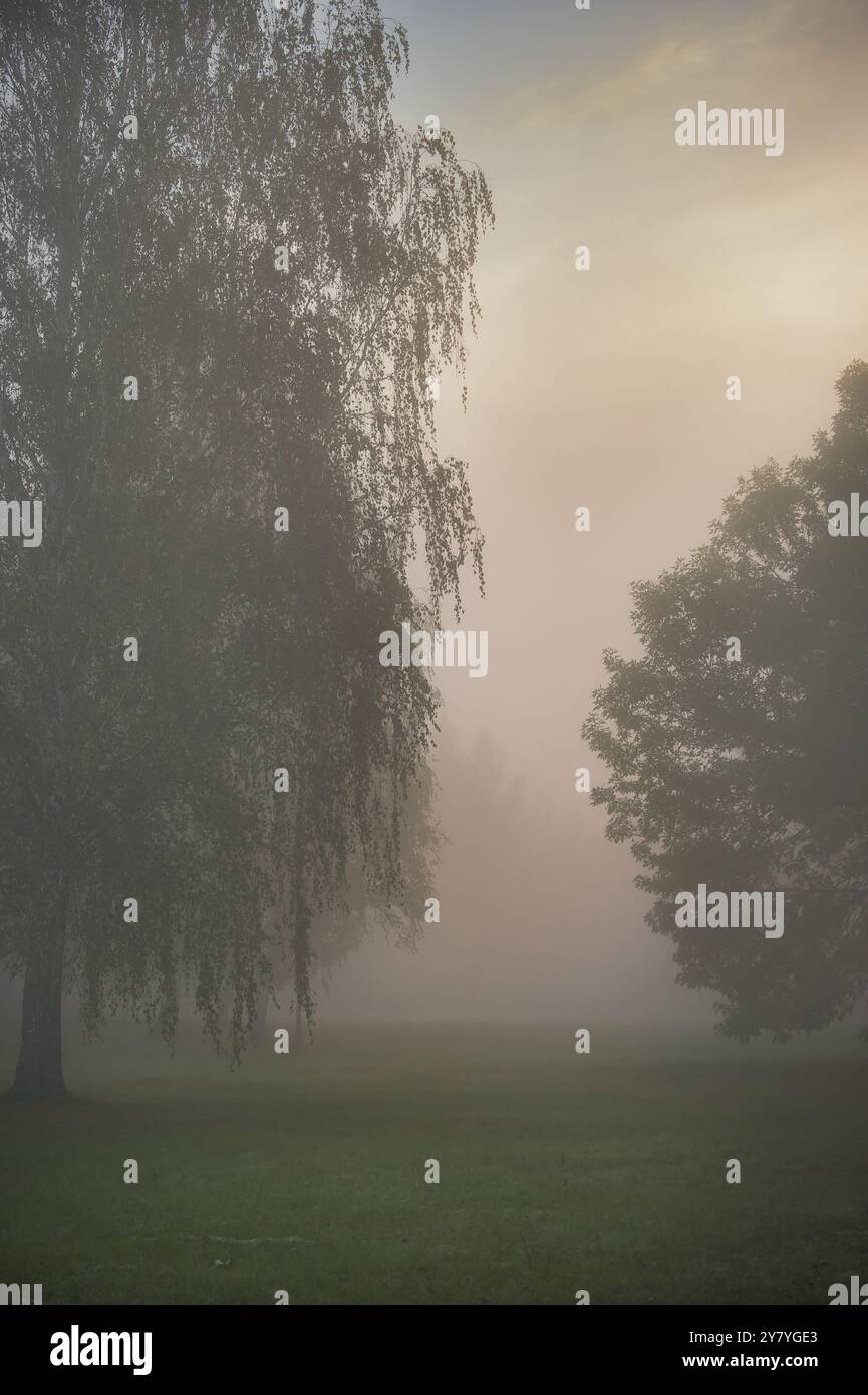 A peaceful scene featuring a foggy morning in a lush green forest. The ethereal mist creates a tranquil and calming atmosphere Stock Photo