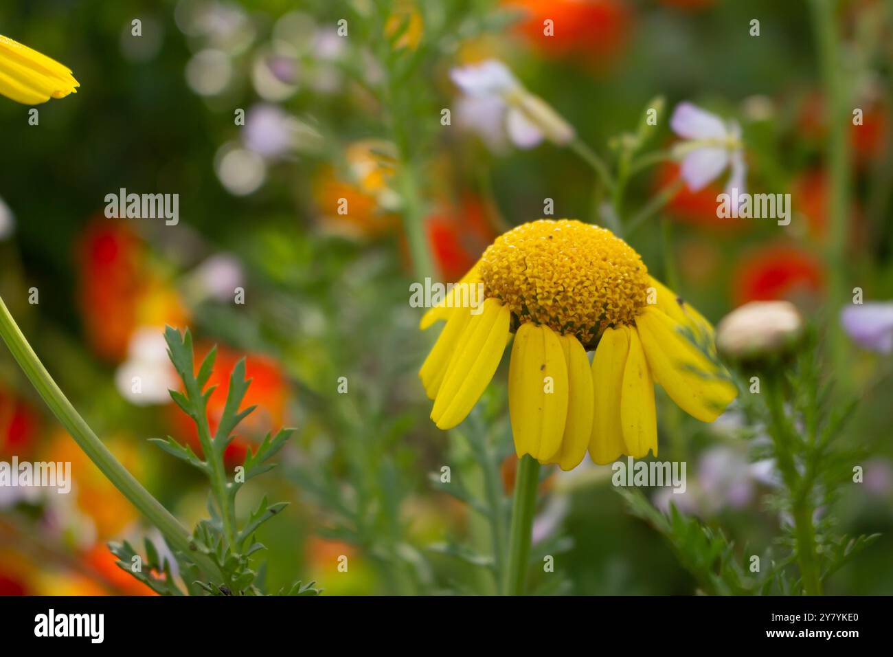 Drooping leaves hi-res stock photography and images - Alamy