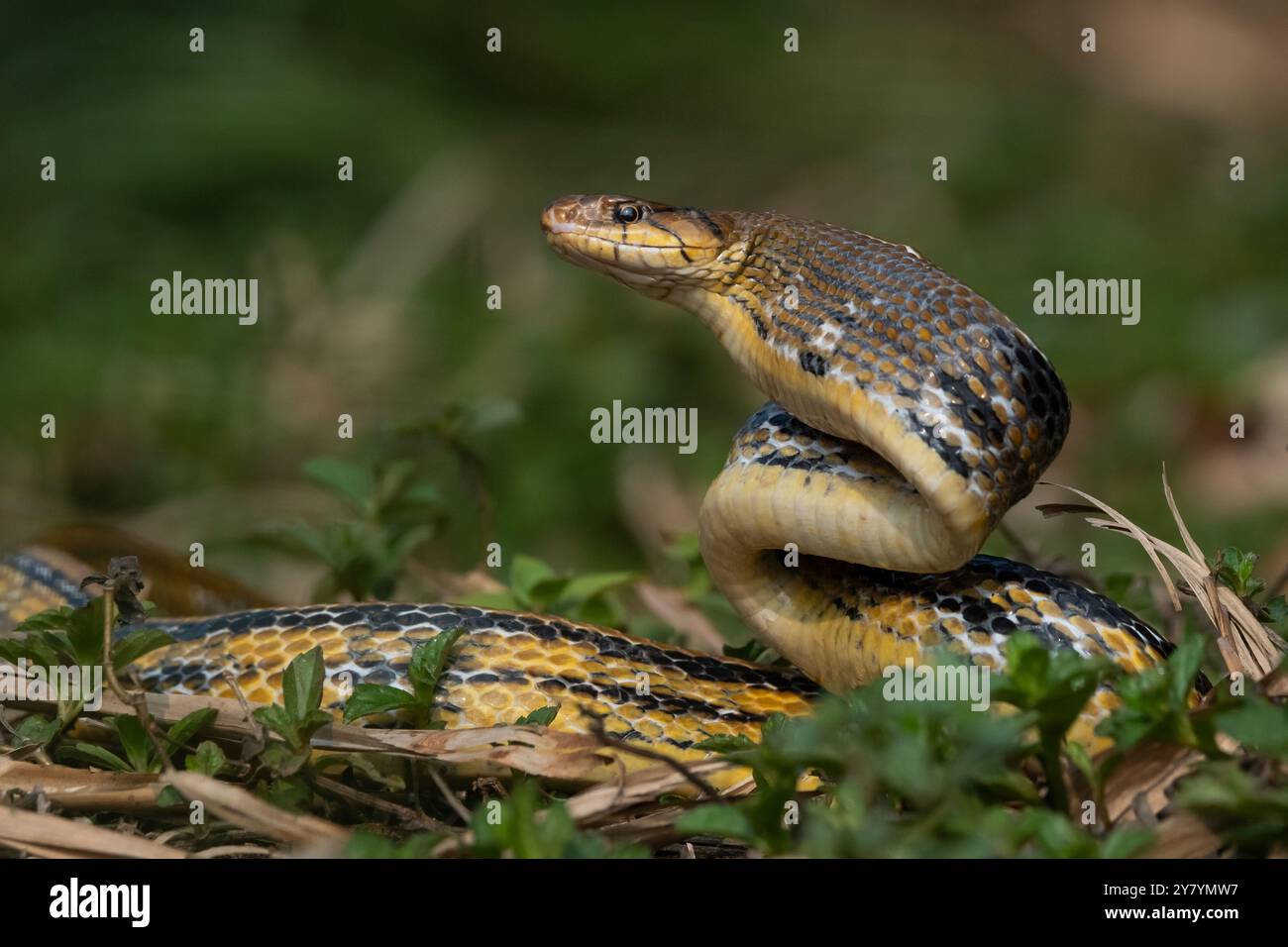 Aggressive radiated ratsnake or copperhead rat snake (coelognathus radiatus), posing defensive and opening its mouth with natural bokeh background Stock Photo