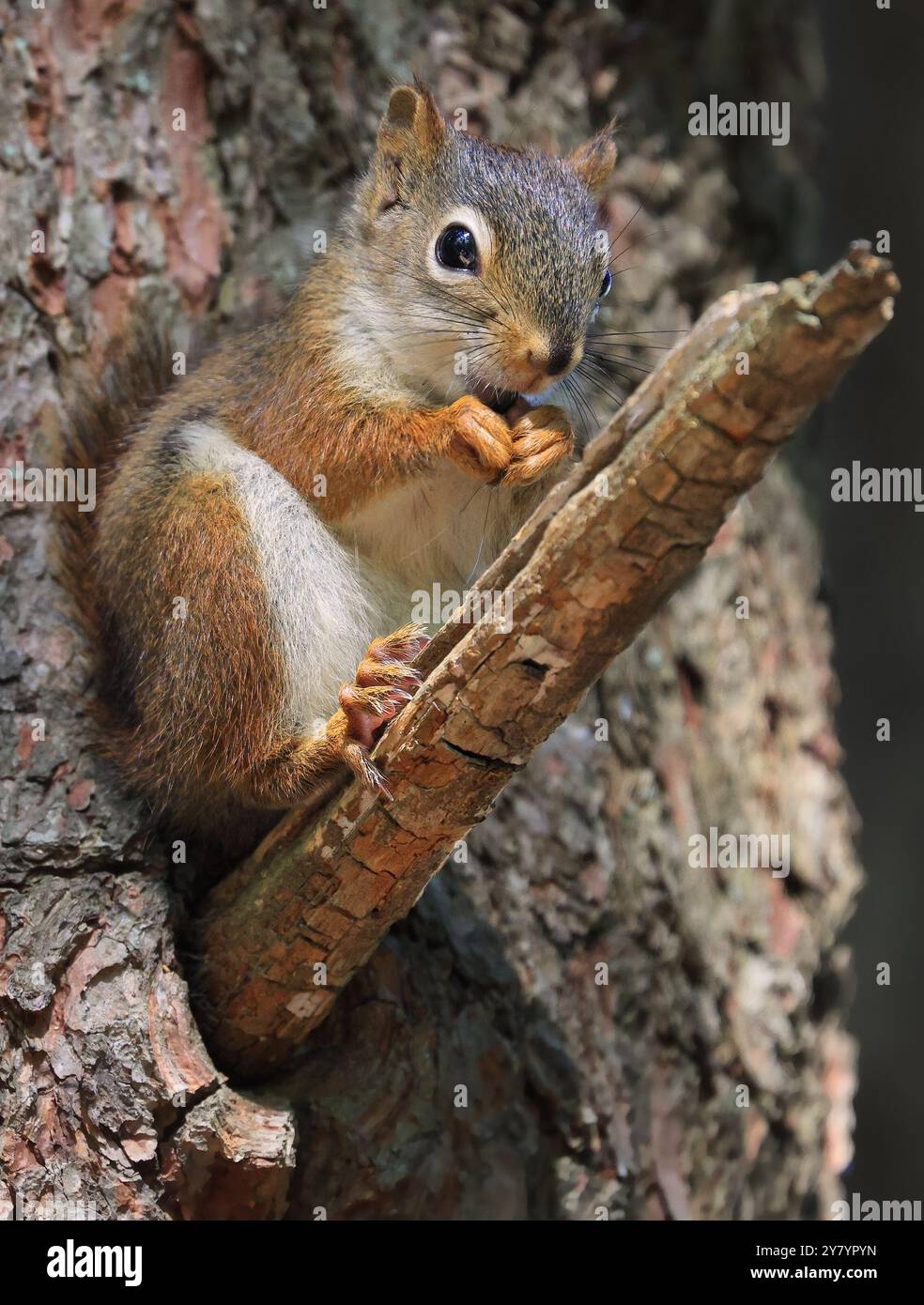 Perched red squirrel on the tree trunk with blur background, Canada Stock Photo