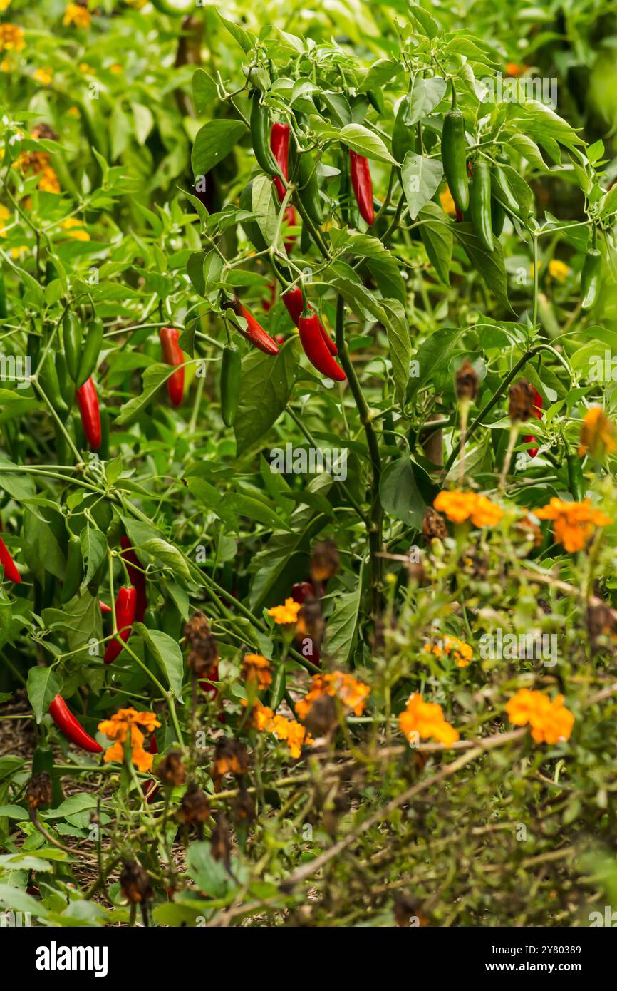 Red and green pepper plants, in the garden. Ready to be picked. Serrano peppers. delicous ingrediant. Fresh from the garden. Stock Photo