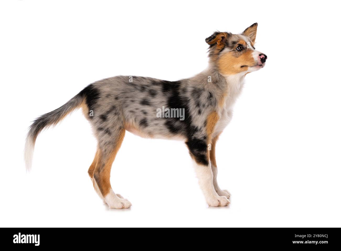 Cute Border Collie Puppy Standing Isolated On White Background Stock border-collie-3-years-old-standing-stock-image-image-of-background
