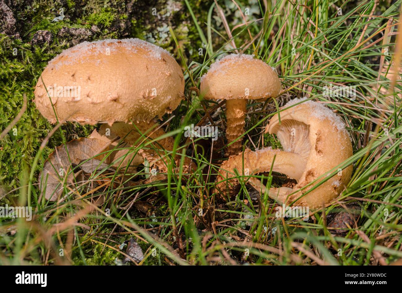 Frost und Schnee haben den Pilzen eine weiße Mütze verpasst. Sie sind wahre Wunder der Natur, weil weder Tier noch Pflanze. Viele von ihnen genießbar. Stock Photo