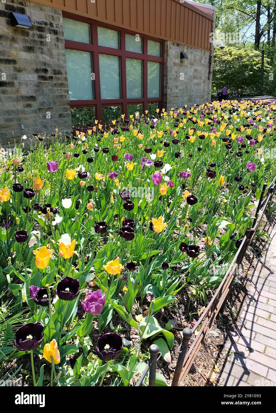 Blending Nature’s Beauty with Historic Wooden Houses in a park in Maryland - Smartphone Captured Stock Image