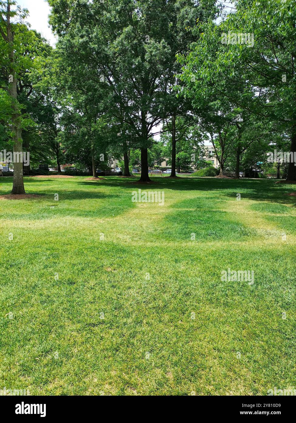 Architectural Marvel and Lush Greenery Surrounding Washington National Cathedral - Smartphone Captured Stock Image