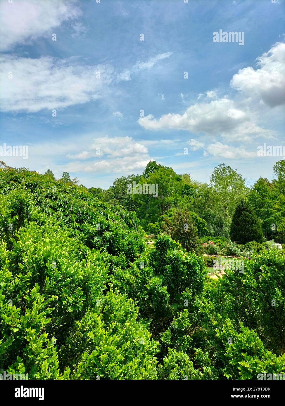 Architectural Marvel and Lush Greenery Surrounding Washington National Cathedral - Smartphone Captured Stock Image