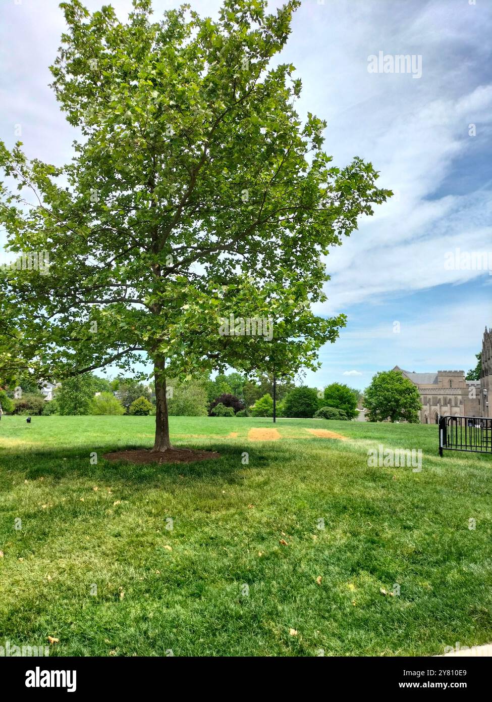 Architectural Marvel and Lush Greenery Surrounding Washington National Cathedral - Smartphone Captured Stock Image