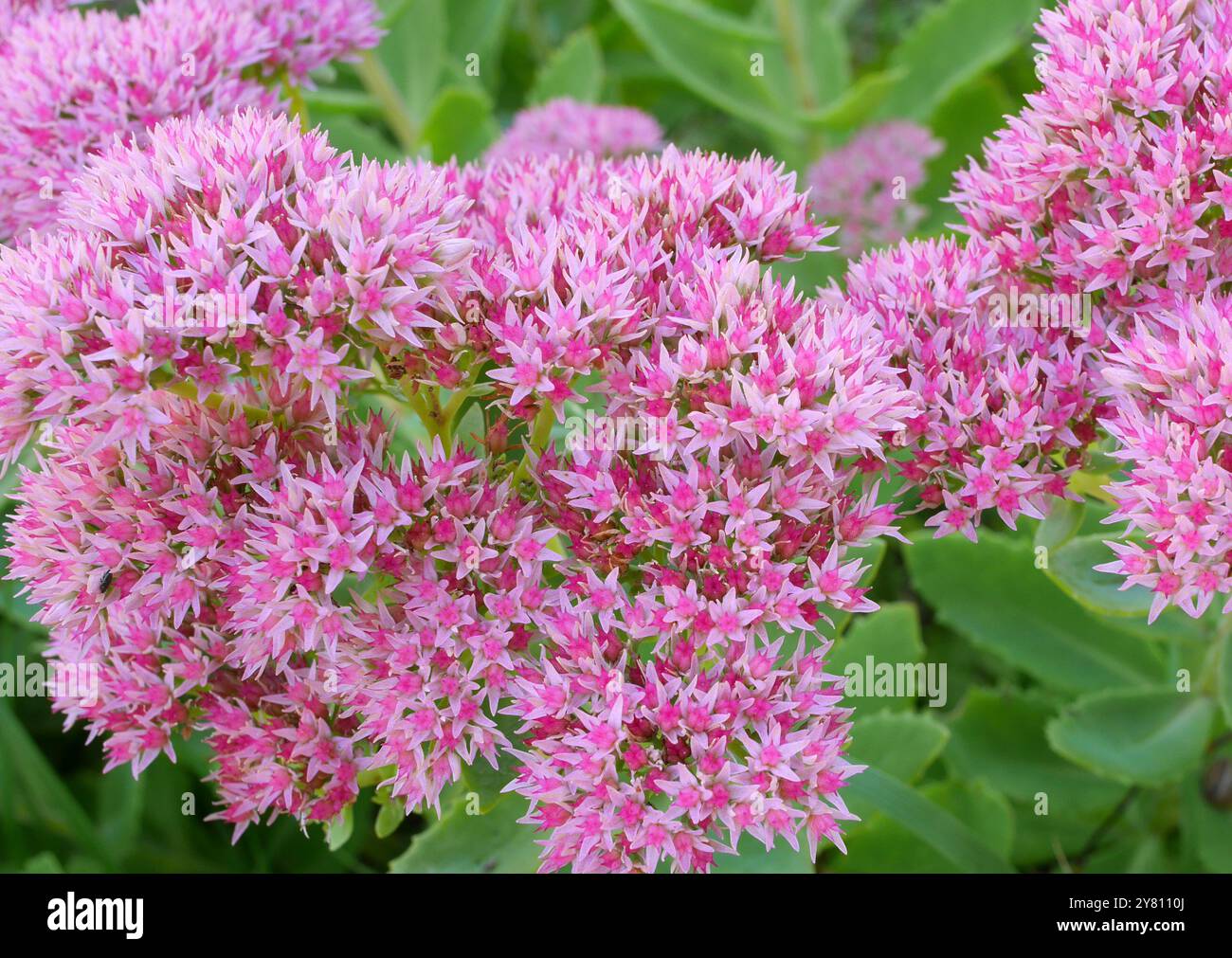 Hylotelephium telephium growing in a garden, Pest County, Hungary Stock Photo