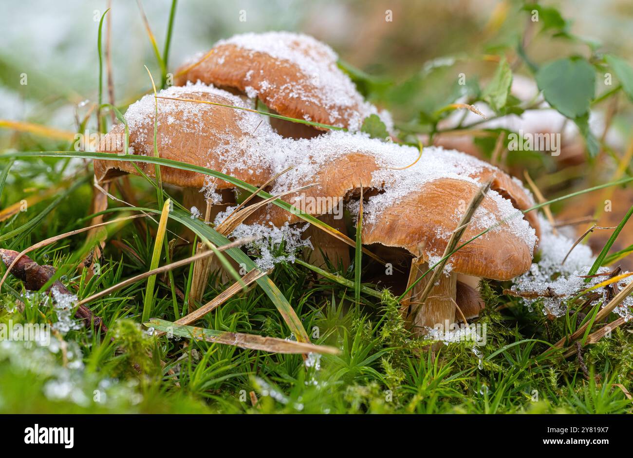 Frost und Schnee haben den Pilzen eine weiße Mütze verpasst. Sie sind wahre Wunder der Natur, weil weder Tier noch Pflanze. Viele von ihnen genießbar. Stock Photo