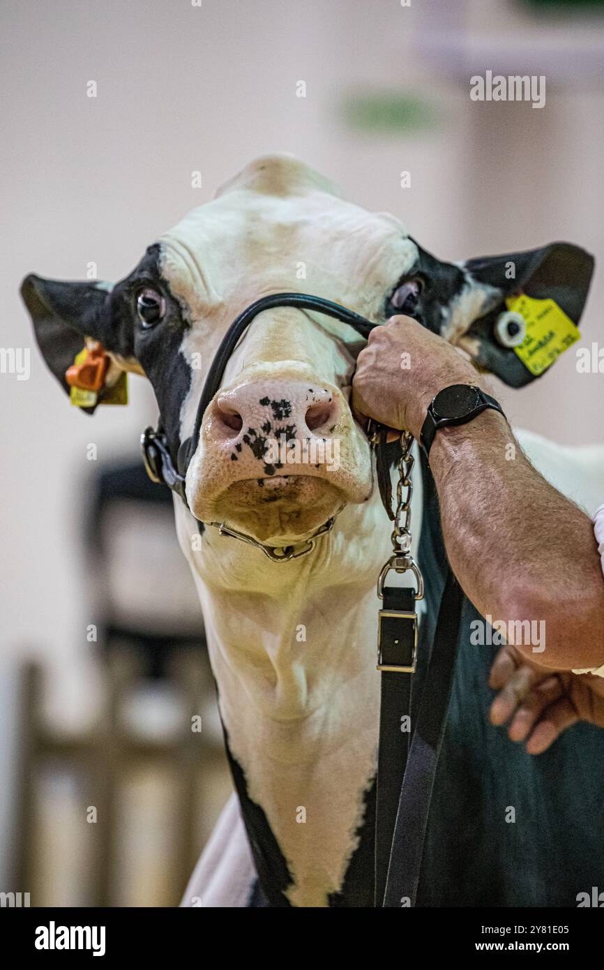 Bath and West Showground, Shepton Mallet, UK, 2nd October, 2024. Close up of face of a cow being help by its handler in the judging ring at the annual Dairy Show. The show has been supporting British Agriculture for the past 40 years and welcomes over 6,000 visitors. The show sees local, national and global businesses looking to reach a key agricultural audience. Credit John Rose/Alamy Live News Stock Photo