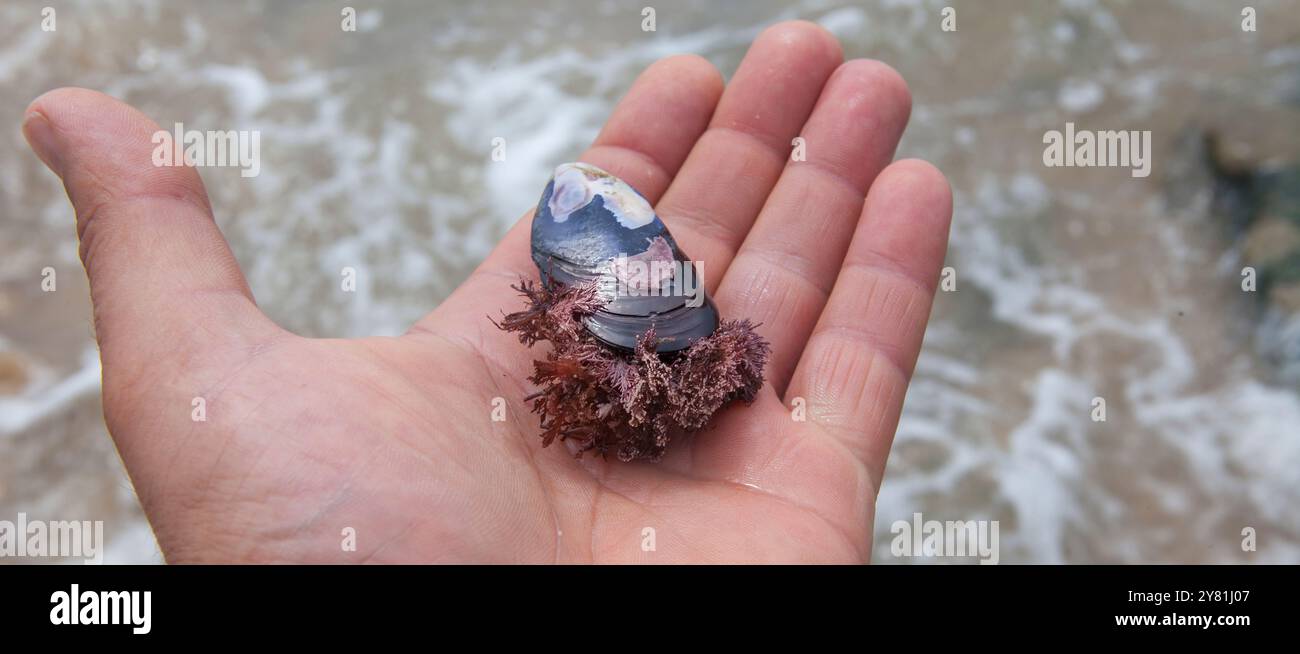 Mussel with algae over my hand. Magoito Beach, Sao Joao das Lampa, Portugal Stock Photo