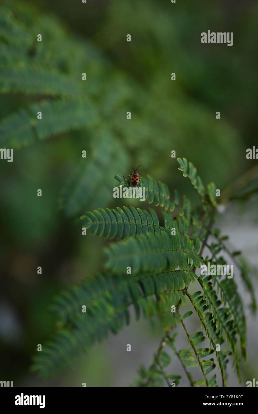 Lush green vibrant plant growth patterns hi-res stock photography and ...