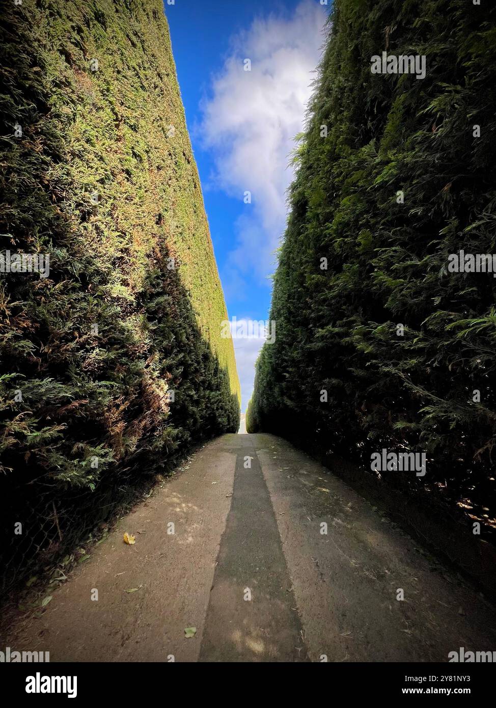 Low angle view of pathway between two hedges with blue sky - Smartphone Captured Stock Image