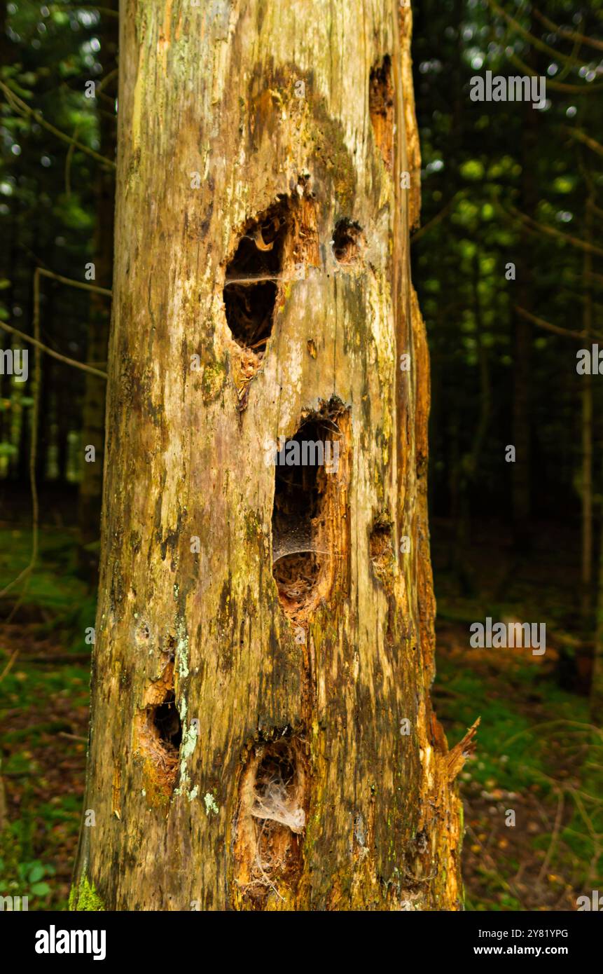 Close up wild bird dead decay hi-res stock photography and images - Alamy
