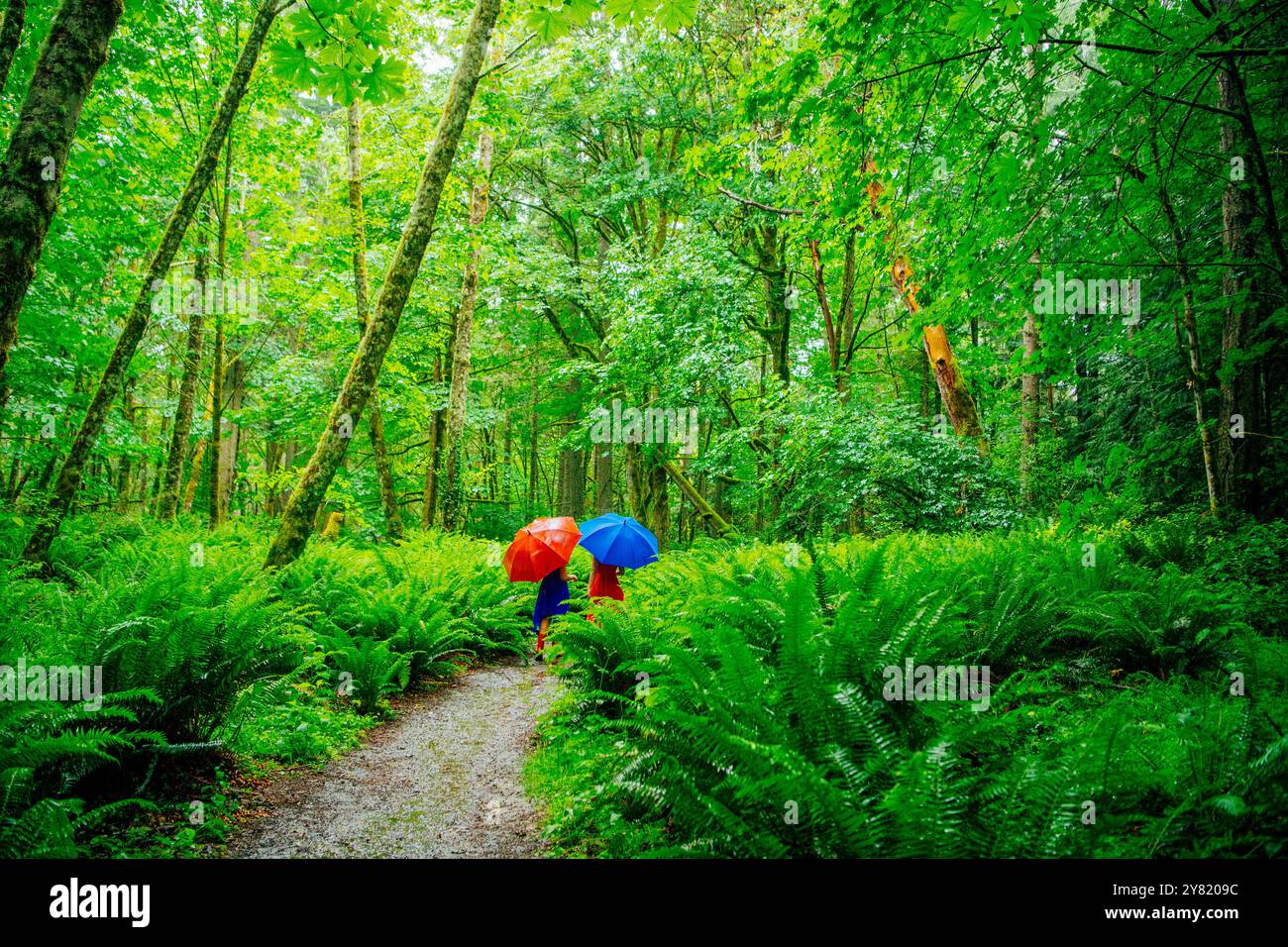 Forest trees dense walking hi-res stock photography and images - Alamy